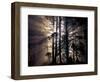 Sun Rays Through Trees, Olympic National Forest, Washington, USA-Art Wolfe-Framed Photographic Print