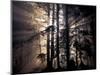 Sun Rays Through Trees, Olympic National Forest, Washington, USA-Art Wolfe-Mounted Photographic Print