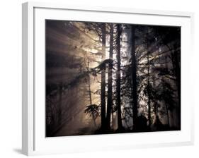 Sun Rays Through Trees, Olympic National Forest, Washington, USA-Art Wolfe-Framed Photographic Print