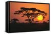 Sun Rising behind Trees-DLILLC-Framed Stretched Canvas