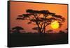 Sun Rising behind Trees-DLILLC-Framed Stretched Canvas