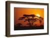 Sun Rising behind Trees-DLILLC-Framed Premium Photographic Print