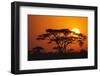 Sun Rising behind Trees-DLILLC-Framed Premium Photographic Print