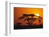 Sun Rising behind Trees-DLILLC-Framed Premium Photographic Print