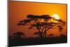 Sun Rising behind Trees-DLILLC-Mounted Premium Photographic Print