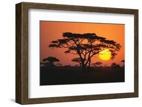 Sun Rising behind Trees-DLILLC-Framed Premium Photographic Print