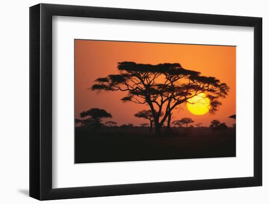 Sun Rising behind Trees-DLILLC-Framed Premium Photographic Print