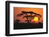 Sun Rising behind Trees-DLILLC-Framed Premium Photographic Print