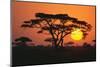 Sun Rising behind Trees-DLILLC-Mounted Premium Photographic Print