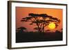 Sun Rising behind Trees-DLILLC-Framed Photographic Print