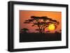 Sun Rising behind Trees-DLILLC-Framed Photographic Print