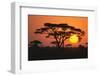 Sun Rising behind Trees-DLILLC-Framed Photographic Print