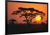 Sun Rising behind Trees-DLILLC-Framed Photographic Print