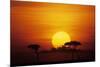 Sun Rising over Savannah, Masai Mara National Reserve, Kenya-Anup Shah-Mounted Photographic Print