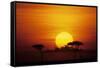 Sun Rising over Savannah, Masai Mara National Reserve, Kenya-Anup Shah-Framed Stretched Canvas