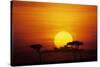 Sun Rising over Savannah, Masai Mara National Reserve, Kenya-Anup Shah-Stretched Canvas