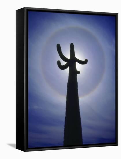 Sun's Halo Around Saguaro Cactus, Organ Pipe Cactus National Monument, Arizona, USA-Christopher Talbot Frank-Framed Stretched Canvas