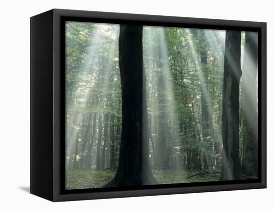 Sun's Rays Penetrating the Forest, Bielefeld, North Rhine-Westphalia, Germany-Thorsten Milse-Framed Stretched Canvas