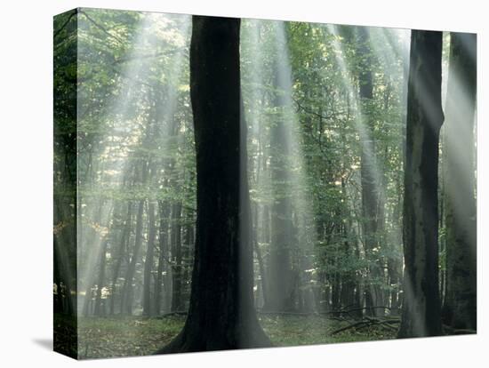 Sun's Rays Penetrating the Forest, Bielefeld, North Rhine-Westphalia, Germany-Thorsten Milse-Stretched Canvas