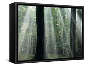 Sun's Rays Penetrating the Forest, Bielefeld, North Rhine-Westphalia, Germany-Thorsten Milse-Framed Stretched Canvas