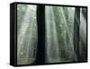 Sun's Rays Penetrating the Forest, Bielefeld, North Rhine-Westphalia, Germany-Thorsten Milse-Framed Stretched Canvas