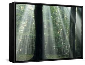 Sun's Rays Penetrating the Forest, Bielefeld, North Rhine-Westphalia, Germany-Thorsten Milse-Framed Stretched Canvas