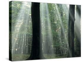 Sun's Rays Penetrating the Forest, Bielefeld, North Rhine-Westphalia, Germany-Thorsten Milse-Stretched Canvas