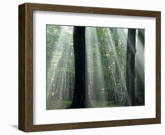 Sun's Rays Penetrating the Forest, Bielefeld, North Rhine-Westphalia, Germany-Thorsten Milse-Framed Photographic Print