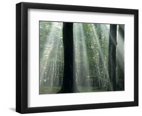 Sun's Rays Penetrating the Forest, Bielefeld, North Rhine-Westphalia, Germany-Thorsten Milse-Framed Photographic Print