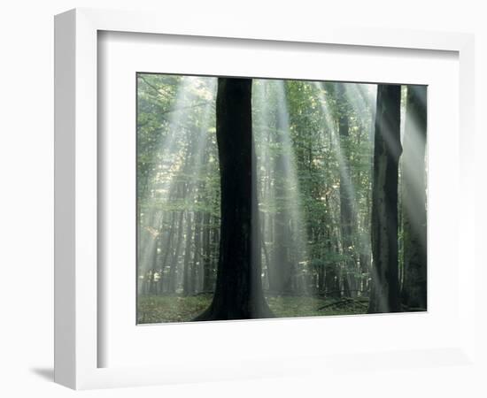 Sun's Rays Penetrating the Forest, Bielefeld, North Rhine-Westphalia, Germany-Thorsten Milse-Framed Photographic Print
