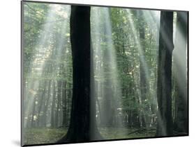 Sun's Rays Penetrating the Forest, Bielefeld, North Rhine-Westphalia, Germany-Thorsten Milse-Mounted Photographic Print