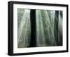 Sun's Rays Penetrating the Forest, Bielefeld, North Rhine-Westphalia, Germany-Thorsten Milse-Framed Photographic Print