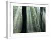 Sun's Rays Penetrating the Forest, Bielefeld, North Rhine-Westphalia, Germany-Thorsten Milse-Framed Photographic Print