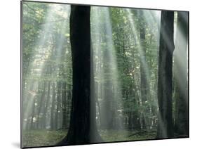 Sun's Rays Penetrating the Forest, Bielefeld, North Rhine-Westphalia, Germany-Thorsten Milse-Mounted Photographic Print