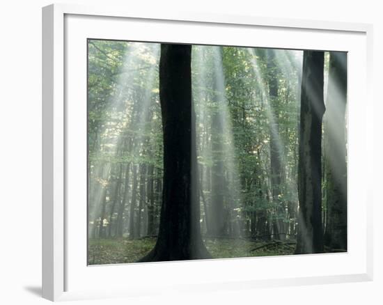 Sun's Rays Penetrating the Forest, Bielefeld, North Rhine-Westphalia, Germany-Thorsten Milse-Framed Photographic Print