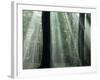 Sun's Rays Penetrating the Forest, Bielefeld, North Rhine-Westphalia, Germany-Thorsten Milse-Framed Photographic Print