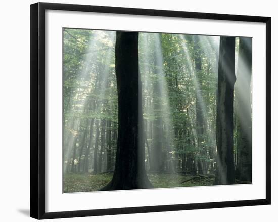 Sun's Rays Penetrating the Forest, Bielefeld, North Rhine-Westphalia, Germany-Thorsten Milse-Framed Photographic Print