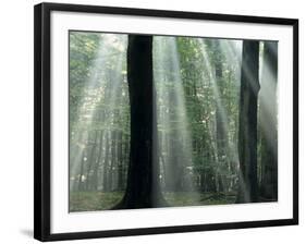 Sun's Rays Penetrating the Forest, Bielefeld, North Rhine-Westphalia, Germany-Thorsten Milse-Framed Photographic Print