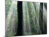 Sun's Rays Penetrating the Forest, Bielefeld, North Rhine-Westphalia, Germany-Thorsten Milse-Mounted Photographic Print