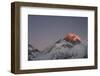 Sun Sets on Mount Everest Seen from Kala Patar, Khumbu, Himalayas, Nepal, Asia-Alex Treadway-Framed Photographic Print