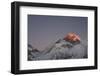 Sun Sets on Mount Everest Seen from Kala Patar, Khumbu, Himalayas, Nepal, Asia-Alex Treadway-Framed Premium Photographic Print