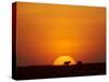 Sun Setting Behind a Silhouetted Common Zebra, Masai Mara Game Reserve, Kenya, East Africa, Africa-James Hager-Stretched Canvas