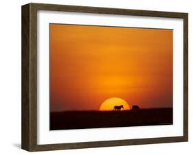Sun Setting Behind a Silhouetted Common Zebra, Masai Mara Game Reserve, Kenya, East Africa, Africa-James Hager-Framed Photographic Print