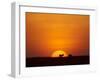 Sun Setting Behind a Silhouetted Common Zebra, Masai Mara Game Reserve, Kenya, East Africa, Africa-James Hager-Framed Photographic Print