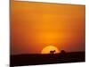 Sun Setting Behind a Silhouetted Common Zebra, Masai Mara Game Reserve, Kenya, East Africa, Africa-James Hager-Mounted Photographic Print