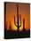 Sun Setting Behind Cacti-null-Stretched Canvas