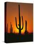 Sun Setting Behind Cacti-null-Stretched Canvas