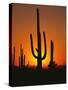 Sun Setting Behind Cacti-null-Stretched Canvas