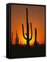 Sun Setting Behind Cacti-null-Framed Stretched Canvas