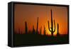 Sun Setting behind Cacti-DLILLC-Framed Stretched Canvas